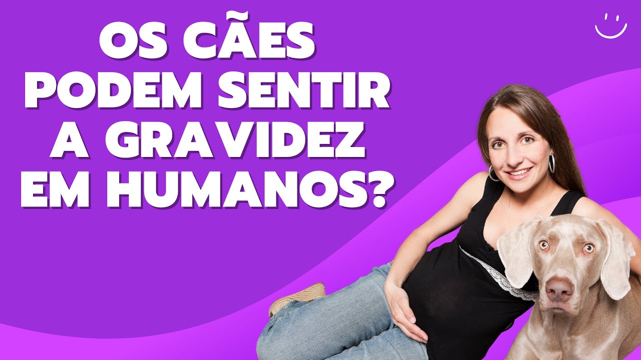 OS CÃES PODEM SENTIR A GRAVIDEZ EM HUMANOS - YouTube