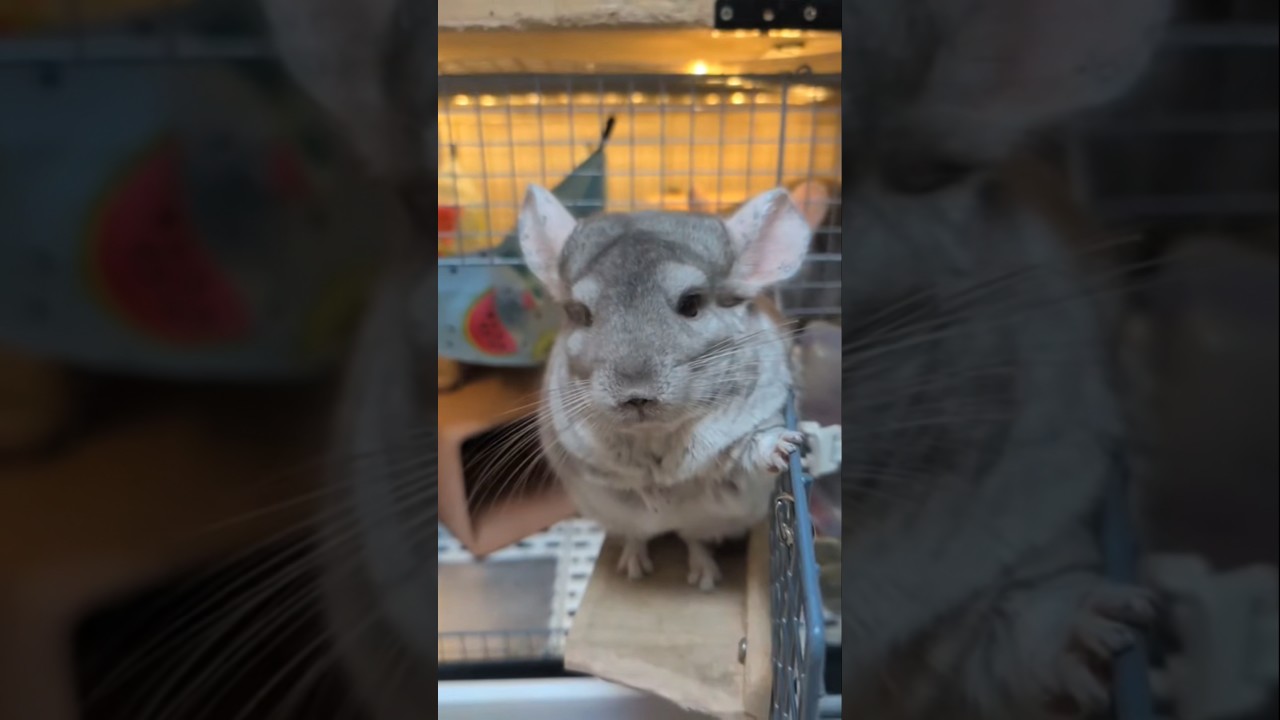 Owner wants to pluck Loki's stray hairs - YouTube