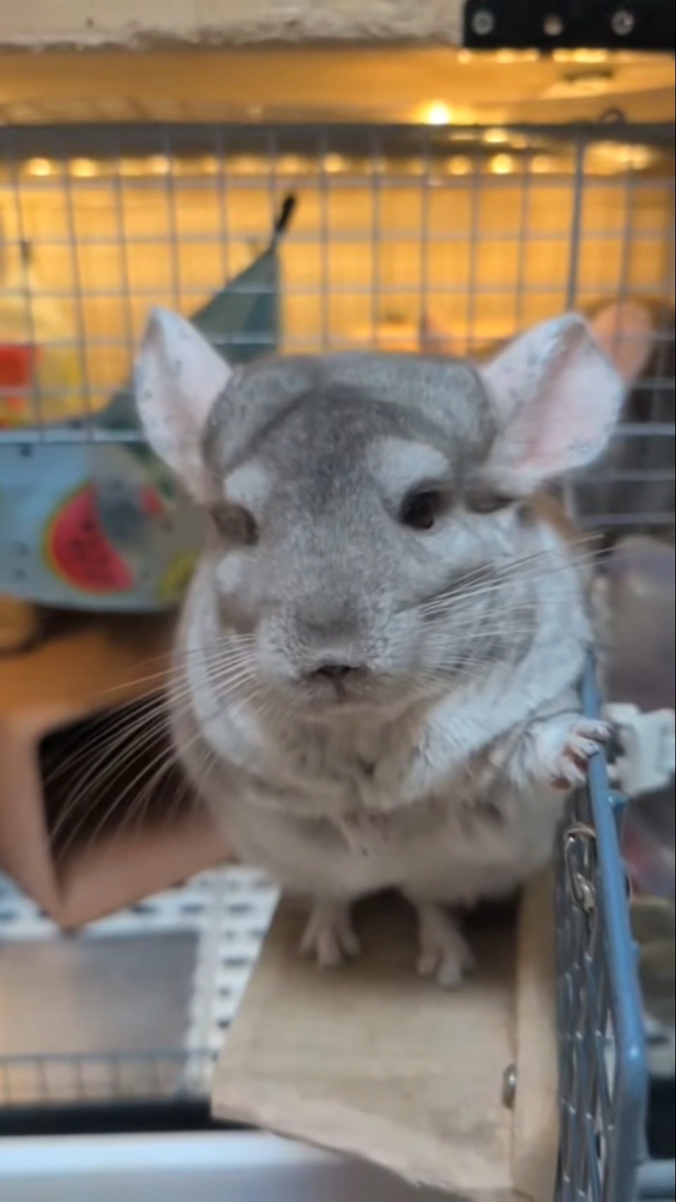 Owner wants to pluck Loki's stray hairs - YouTube