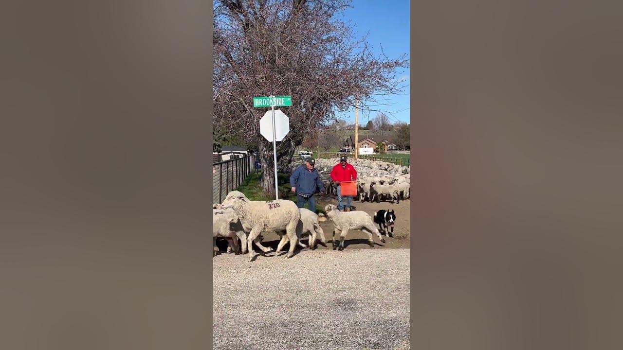 Annual Spring Running of the Sheep! Sheep Crossing in Eagle, Idaho
