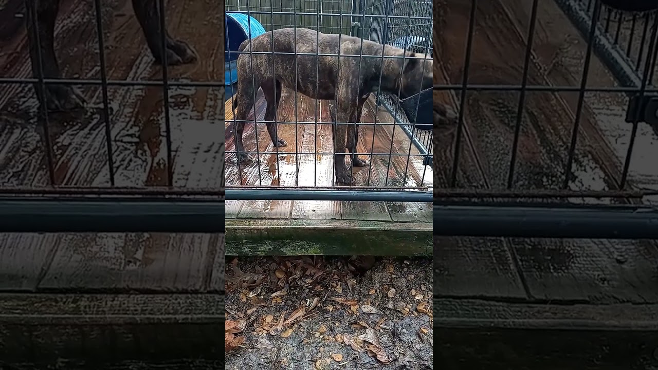 Goldie 6 month ADBA APBT 