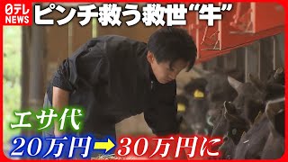 【期待】200頭分のエサ代“1日30万円”…...厳しい食肉業界を救う可能性のある種牛「勝茂桜」「絵里波」の特徴は『肉質の良さ＆肉の重量』 宮城　NNNセレクション