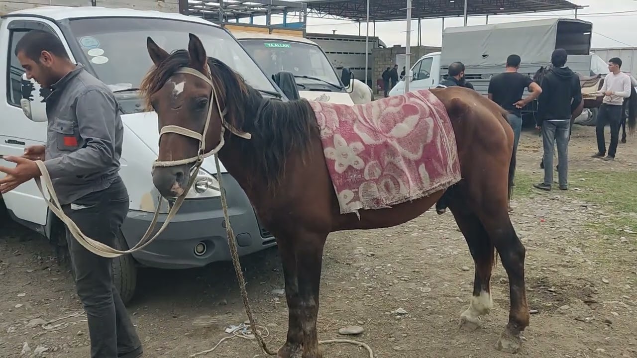 Bərdə at bazarl 20.09.2024.050.571.71.57