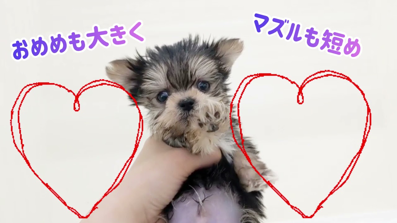 ご売約済み Mix 父 マルチーズ 母 ヨークシャーテリア かねだい本町田店