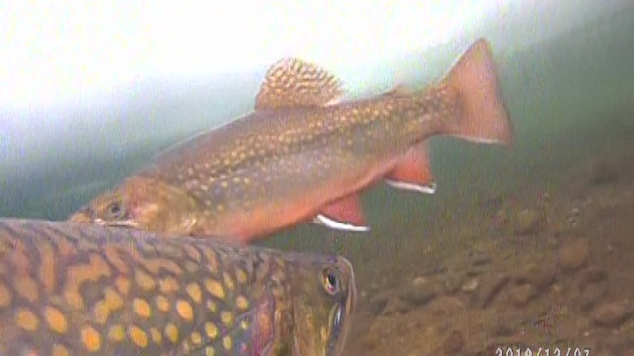 Brook Trout Ice Fishing Mania! Insane Underwater Footage YouTube