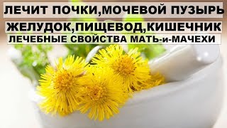 Лечебные свойства МАТЬ и МАЧЕХИ. Лечит ПОЧКИ,МОЧЕВОЙ ПУЗЫРЬ,ЖЕЛУДОК,КИШЕЧНИК Лечебные свойства МАТЬ и МАЧЕХИ. Лечит ПОЧКИ,МОЧЕВОЙ ПУЗЫРЬ,ЖЕЛУДОК,КИШЕЧНИК