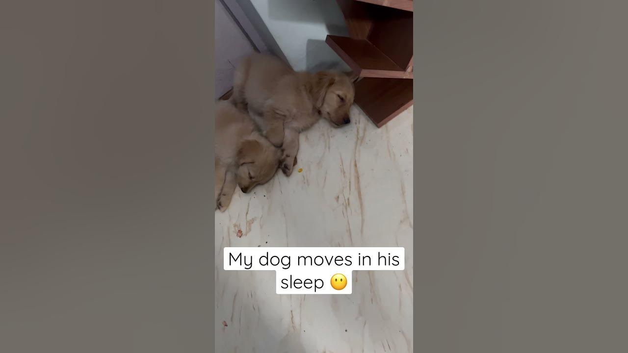 my-dog-twitches-while-sleeping-cute-pets-puppies-goldenretriever