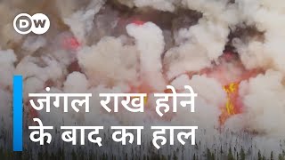 कनाडा के जंगलों में आग लगने के 1 साल बाद का हाल [How are Canada forests faring after the wildfires?] by DW हिन्दी 38,938 views 3 days ago 5 minutes, 5 seconds