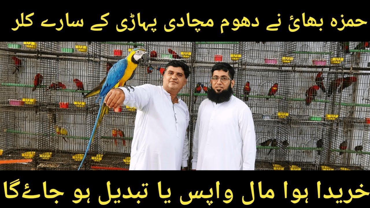 Hamza Bhai Exotic Parrots Me Chaa Gaye 🦜🔥 | Munasib Qeemat Me High Quality Parrots Kahi Nahi Milenge