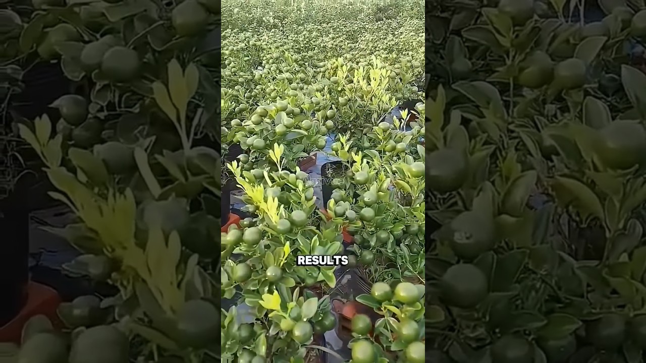 how to agriculture #farming #garden #agriculture #plants #gardening #smartfarming #fruitfarming