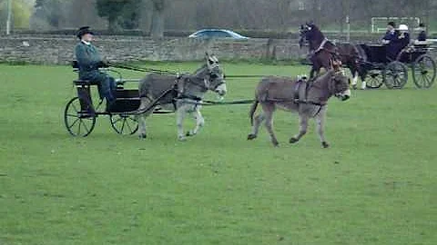tandem of donkeys driven by debbie street