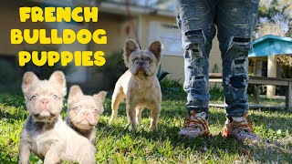 How to be Successful at French Bulldog Breeding  30Rich Franchise Member
