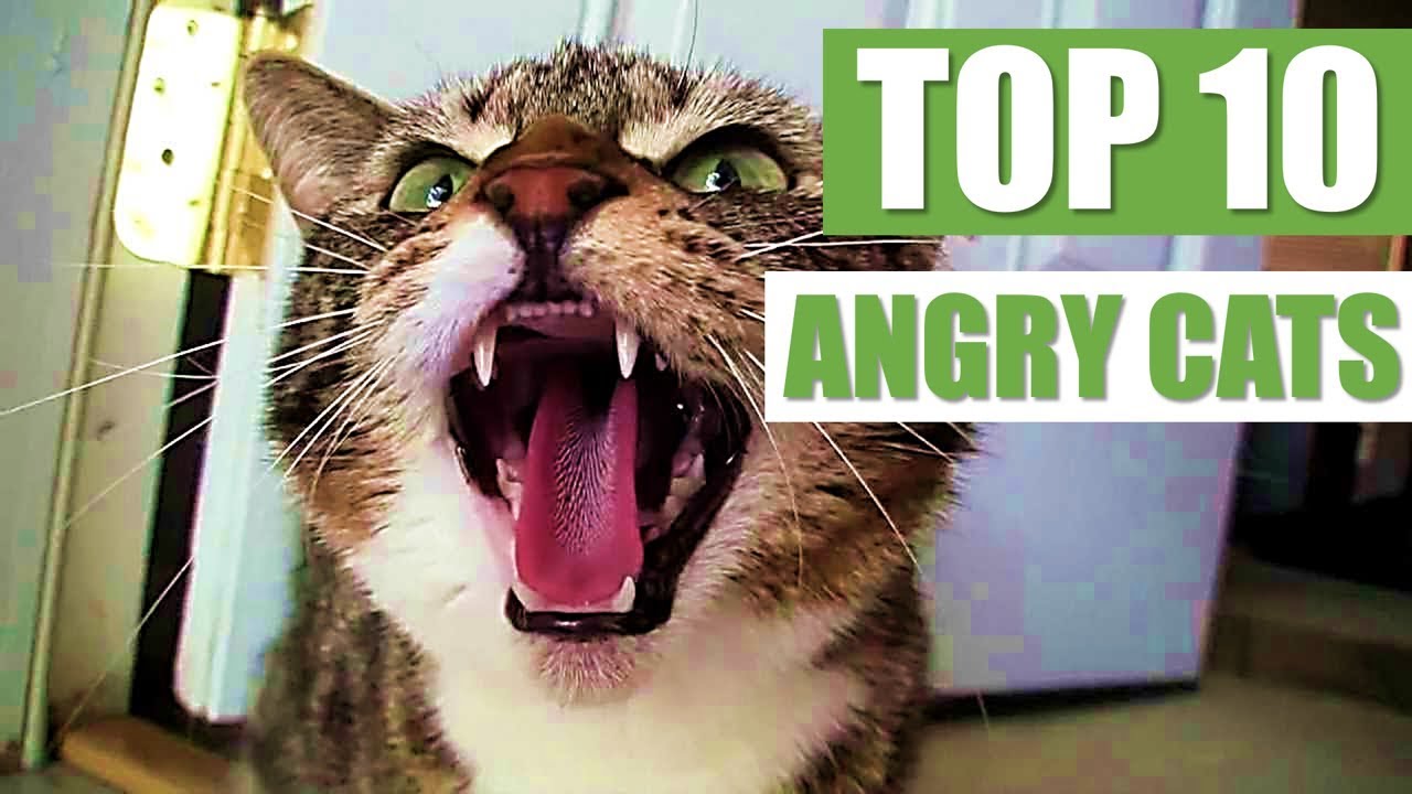 Try Not To Laugh Challenge - Funny Cat \u0026 Dog Vines compilation 2017