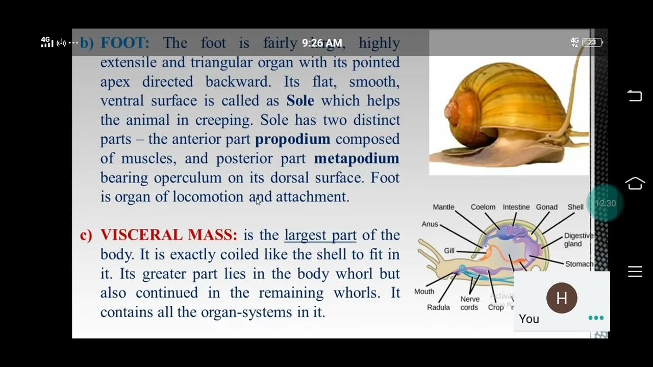Pila:Morphology and Digestive system - YouTube