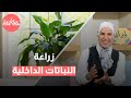 زراعة النباتات الداخلية بنجاح استراتيجيات فعالة لتحويل كل زاوية إلى واحة خضراء زراعة النباتات الداخلية بنجاح استراتيجيات فعالة لتحويل كل زاوية إلى واحة خضراء