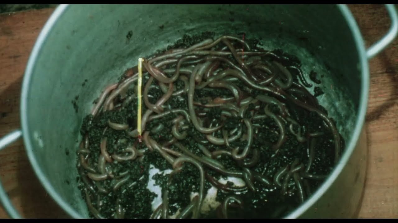 The Worm Eaters (1977) - 35MM Trailer