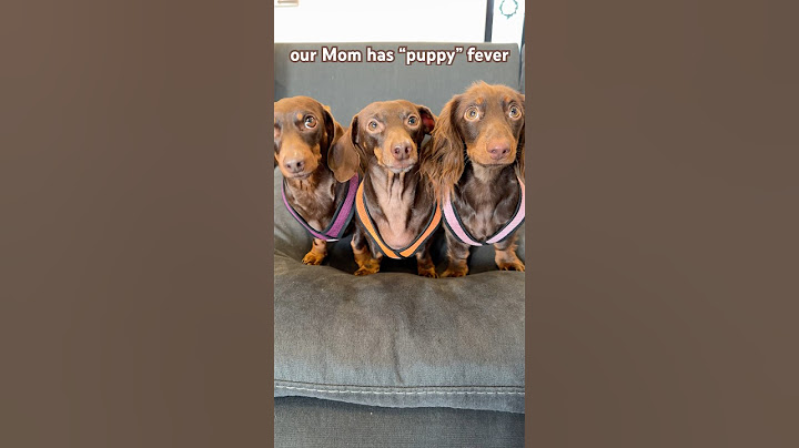 she wants another puppy #minidachshund #dachshundpuppy #puppy #dachshund #cutedog #cutepuppy #funny