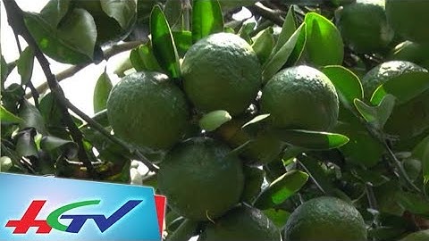 Hậu Giang thu hút đầu tư chợ nông sản | HẬU GIANG XÚC TIẾN ĐẦU TƯ 2017