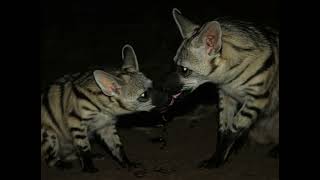 The Aardwolf Life
