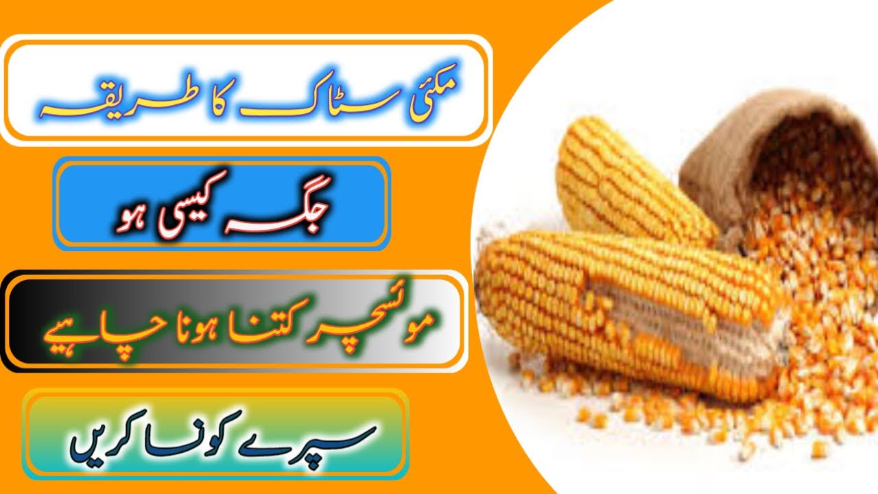 Makai stock kase krain How to stock maize Grains Makai stock krny