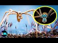 Las 10 ARAÑAS Más EXTRAÑAS Del Mundo 🕷😱