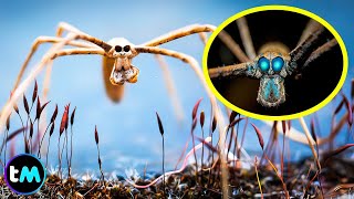 The 10 Strangest Spiders in the World 🕷😱
