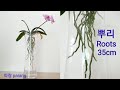 [SUb]10.호접란 "뿌리공중부양재배 "봄 뿌리 키우기. To grow phalaenopsis roots "PPu ri gong jung bu yang jae bae "