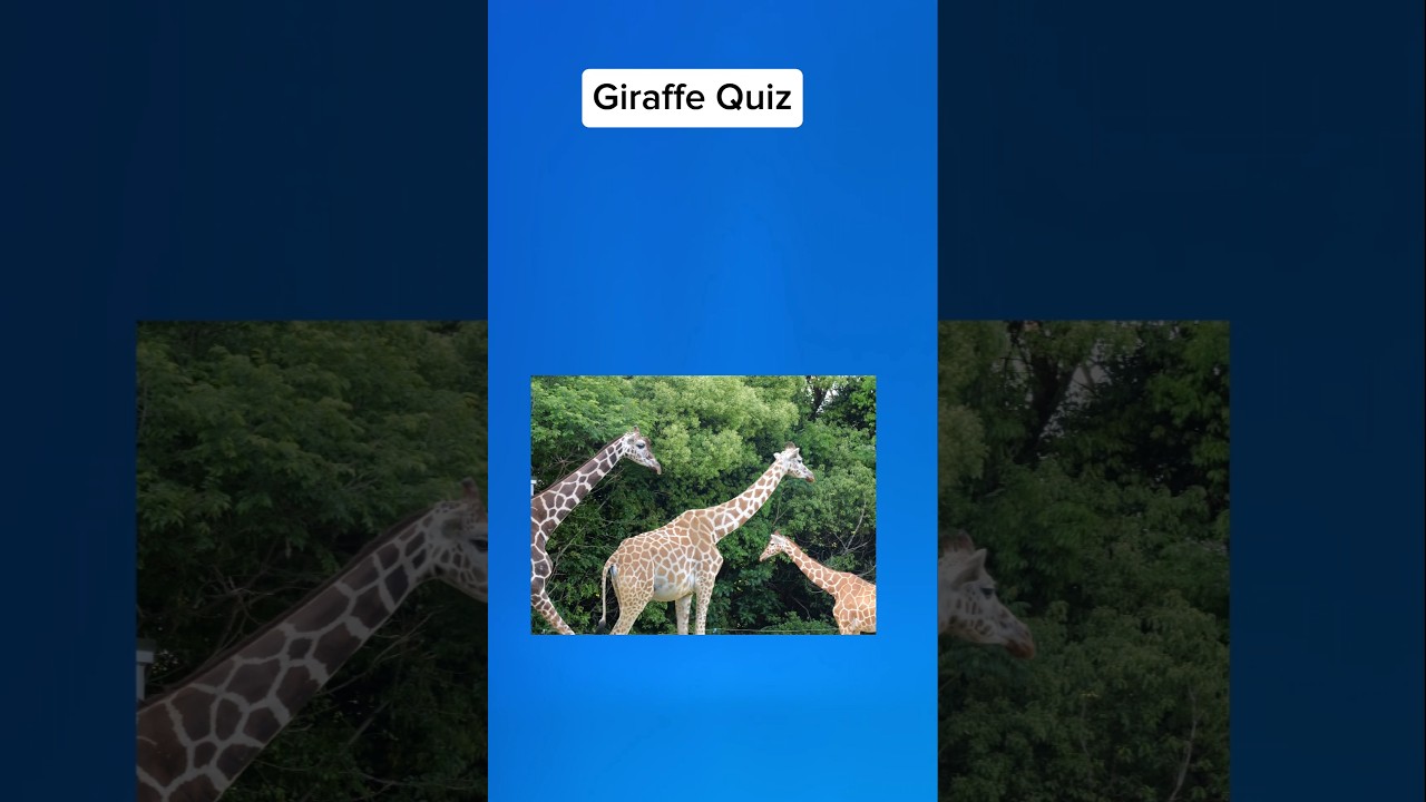 Giraffe Question. Test your knowledge about animals.