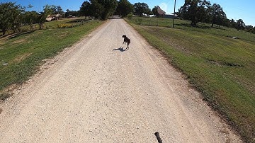 Dogs in the road in Callisburg, TX with Amputee Cyclist Aaron Smith 9/20/2022