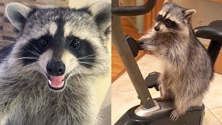 RACCOON PETS❗Funny Raccoon Videos Compilation 2021 #001 - Funny Pets Life by CLONDHO TV 208 views 2 years ago 7 minutes, 49 seconds