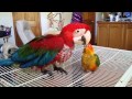Hand fed baby Sun Conure adopts handed baby Macaw