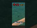 【エギング】振動系のあたりはとりやすい#エギング #エギング #釣り#shorts