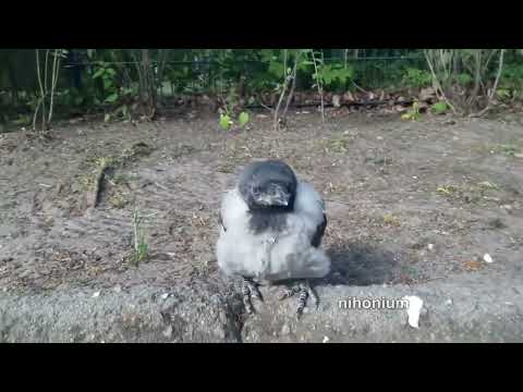 smol crow