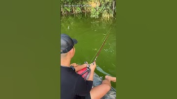 Mẫu cần lure hơn 300k rẻ nhất của LK Hoà #lkhoà #câulure #cầncâulure