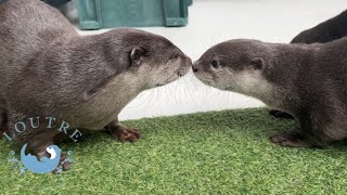 Otters' Battle Over Salmon was Too Awesome!