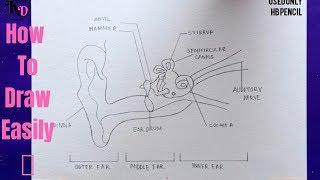 How To Draw Internal Structure Of Human Ear Easily - Step By Step