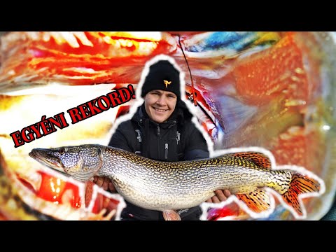Videó: Dodgy Pike - Csuka Horgászat