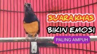PANCINGAN WAKTU PAGI-PAGI AGAR BURUNG MURAI JADI GACOR