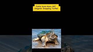 Fakta Kura-Kura AST  (Aligator Snapping Turtle) #sorts #faktahewan #kurakura