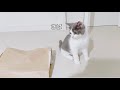 【さばちゃん25】紙袋が気になる 疲れちゃったさばちゃん
