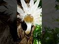 white snake. #ai #aivideo #aishorts #viral #trending #snake