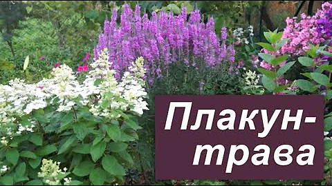 Дербенник иволистный- эффектное растенье, которое не потребует больших забот
