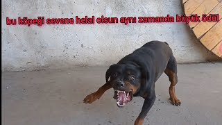 rottweiler keleşin kimseye eyvallahı yok köpeklere yakın koruma eğitimi nasıl verilir