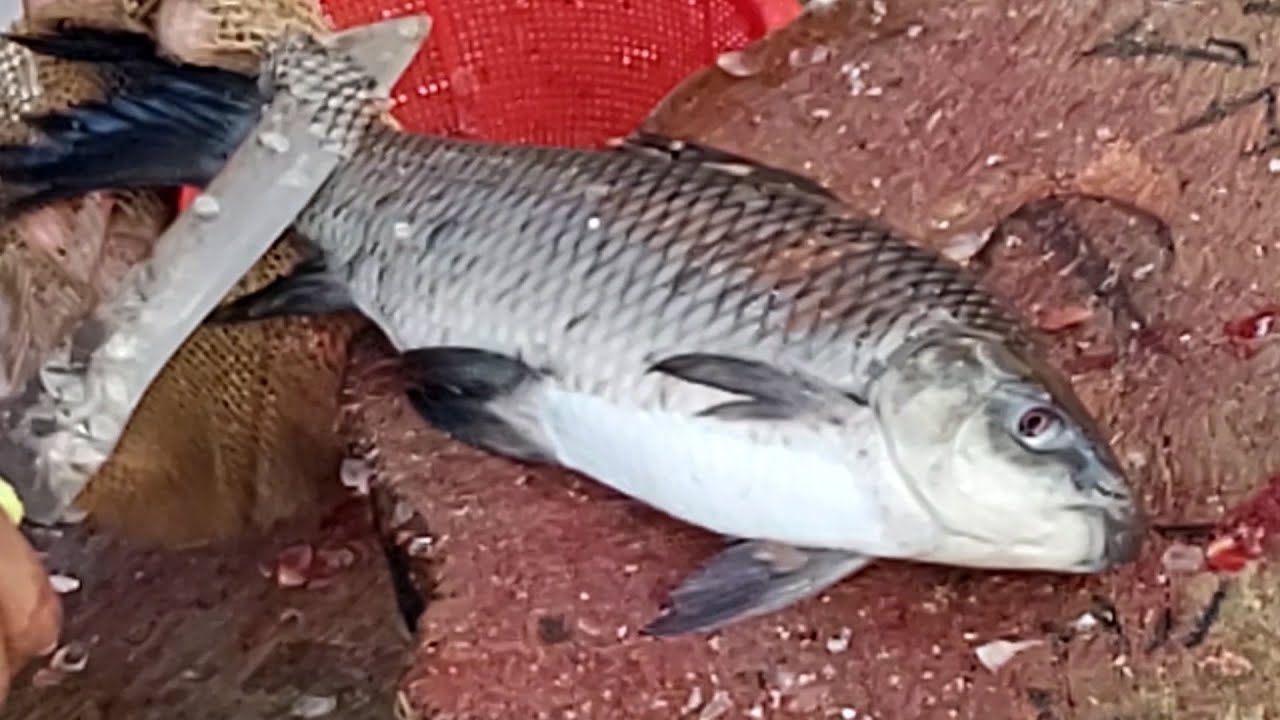 Incredible Big Rui Fish Cutting Live In Fish Market ️🔥 Fish Cutting ...