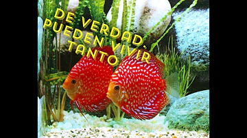 ¿Cuántos años viven los GloFish?