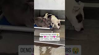 😭PLEASE CONSIDER DONATING TO HELP 💔🙏#usa #canada #uk
