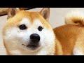 とられたボールを希望のまなざしで見つめる柴犬