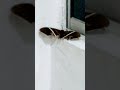 Beautiful #butterfly #insects