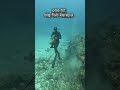 fish shooter in the sea #animals