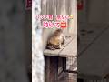 パンチ君 危ない 助けて🆘🐵